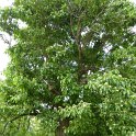 Ehretia dicksonii (2)